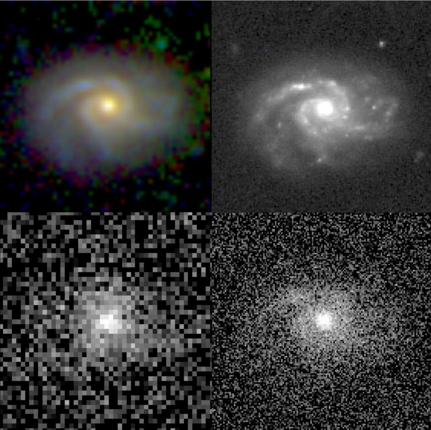 Image couleur d’une galaxie spirale lointaine (en haut à gauche), obtenue par combinaison des lumières optique et infrarouge des instruments VIS et NISP du télescope spatial Euclid, à la résolution angulaire de NISP de 0,3 seconde d’arc par pixel. La lumière émise par le disque, qui abrite les bras spiraux, est nettement plus bleue que le bulbe central, apparaissant en jaune, un phénomène observé dans des milliers d’autres galaxies du champ observé qui présentent des bulbes de faible à moyenne intensité. De plus, le rougissement du disque galactique vers le centre et autour du bulbe est visible par comparaison avec les parties externes plus bleues du disque et des bras spiraux. Des régions bleues brillantes, témoins de la formation d’étoiles, sont également visibles le long des bras spiraux. L’image en haut à droite est l’image optique VIS seule, avec une résolution trois fois plus fine de 0,1 seconde d’arc par pixel, révélant avec plus de détails la structure des bras spiraux et leurs régions d'intense formation d’étoiles (apparaissant sous forme de points blancs), non visibles avec NISP. Les images du bas montrent la même galaxie telle qu'elle serait observée dans la bande NISP la plus rouge (en bas à gauche), et avec VIS (en bas à droite), mais depuis un télescope terrestre avec un flou atmosphérique minimal de 0,6 seconde d'arc. Les périphéries de la galaxie et les détails des bras spiraux ne sont visibles ni en infrarouge ni dans le visible, en raison du fort bruit généré par la luminosité du ciel nocturne dû à l'atmosphère terrestre, un phénomène qui affecte toutes les images astronomiques prises depuis des télescopes sur Terre. Les mêmes détails que sur l'image d'Euclid en haut à gauche pourraient être observés (avec des temps d'observation similaires) à l'aide d'un télescope terrestre doté d'un miroir de 30 à 50 mètres de diamètre (comparé à 1,2 mètre pour Euclid). Figure 3 : Image couleur d’une galaxie spirale lointaine (en haut à gauche), obtenue par combinaison des lumières optique et infrarouge des instruments VIS et NISP du télescope spatial Euclid, à la résolution angulaire de NISP de 0,3 seconde d’arc par pixel. La lumière émise par le disque, qui abrite les bras spiraux, est nettement plus bleue que le bulbe central, apparaissant en jaune, un phénomène observé dans des milliers d’autres galaxies du champ observé qui présentent des bulbes de faible à moyenne intensité. De plus, le rougissement du disque galactique vers le centre et autour du bulbe est visible par comparaison avec les parties externes plus bleues du disque et des bras spiraux. Des régions bleues brillantes, témoins de la formation d’étoiles, sont également visibles le long des bras spiraux. L’image en haut à droite est l’image optique VIS seule, avec une résolution trois fois plus fine de 0,1 seconde d’arc par pixel, révélant avec plus de détails la structure des bras spiraux et leurs régions d'intense formation d’étoiles (apparaissant sous forme de points blancs), non visibles avec NISP. Les images du bas montrent la même galaxie telle qu'elle serait observée dans la bande NISP la plus rouge (en bas à gauche), et avec VIS (en bas à droite), mais depuis un télescope terrestre avec un flou atmosphérique minimal de 0,6 seconde d'arc. Les périphéries de la galaxie et les détails des bras spiraux ne sont visibles ni en infrarouge ni dans le visible, en raison du fort bruit généré par la luminosité du ciel nocturne dû à l'atmosphère terrestre, un phénomène qui affecte toutes les images astronomiques prises depuis des télescopes sur Terre. Les mêmes détails que sur l'image d'Euclid en haut à gauche pourraient être observés (avec des temps d'observation similaires) à l'aide d'un télescope terrestre doté d'un miroir de 30 à 50 mètres de diamètre (contre 1,2 mètre pour Euclid).